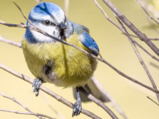 ‘La pluma es de listas: un viaje por la inteligencia de las aves y por su loca vida amorosa’