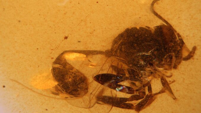 Descubren una nueva especie de avispa fósil en el ámbar de El Soplao