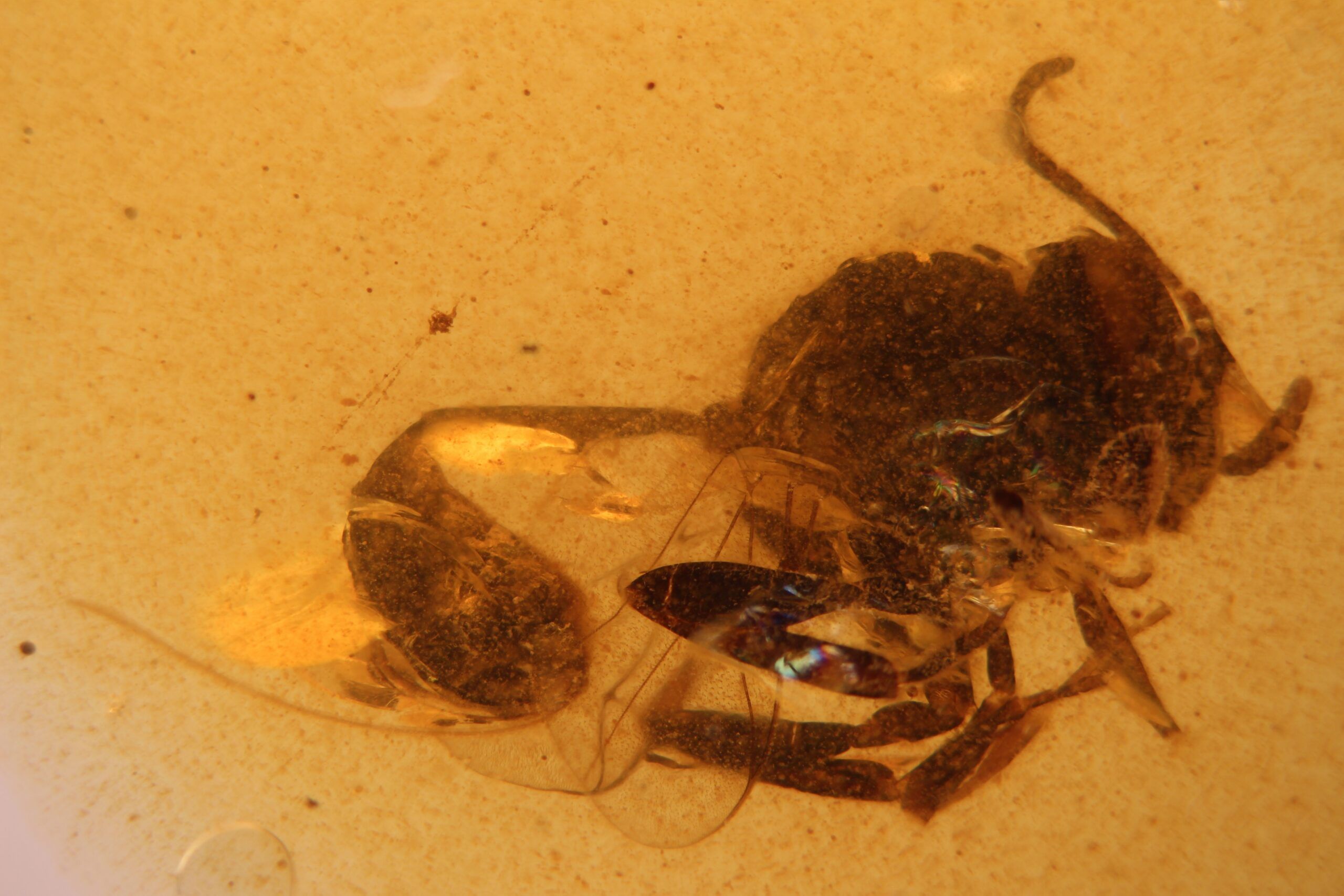Descubren una nueva especie de avispa fósil en el ámbar de El Soplao