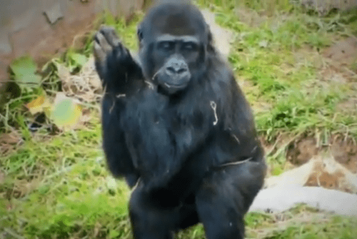 El Parque de Cabárceno celebra diciembre con una variada programación navideña de espectáculos