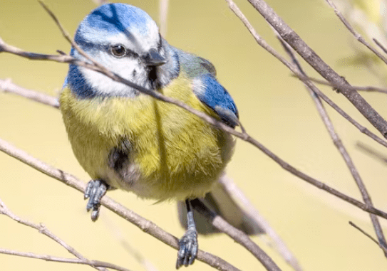Cantur y SEO/BirdLife organizan rutas guiadas durante el verano para aproximarse a las aves