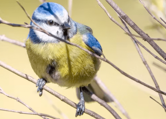 Cantur y SEO/BirdLife organizan rutas guiadas durante el verano para aproximarse a las aves