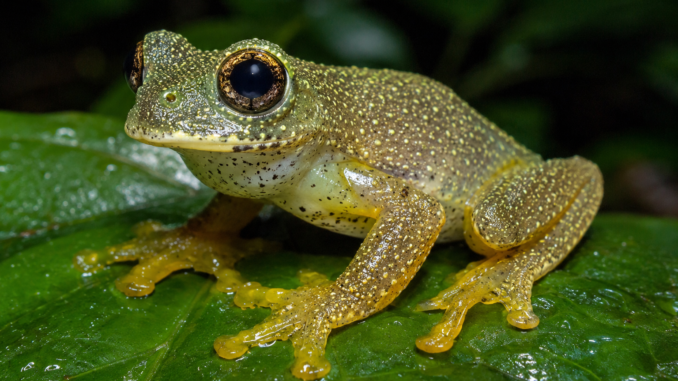 El Parque de la Naturaleza de Cabárceno incorpora dos especies de ranas amazónicas venenosas a su Reptilario